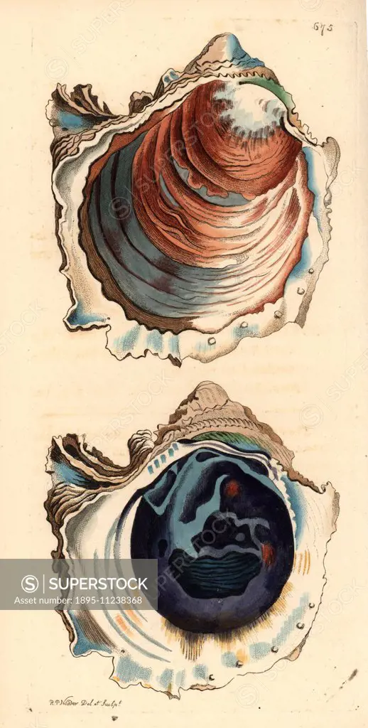 Denticulate rock oyster, Striostrea denticulata (Denticulated oyster, Ostrea denticulata). Illustration drawn and engraved by Richard Polydore Nodder....