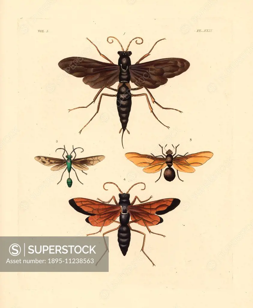 Spider wasp, Pepsis atrox 1, digger wasp, Sphex sericeus 2, queen carpenter ant, Camponotus fervidus 3, and African spider wasp, Pepsis severa 4. Hand...