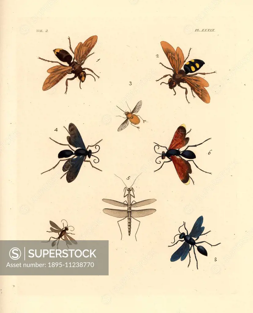 Oriental hornet, Vespa orientalis 1, scarab hunter wasp, Campsomeris quadrimaculata 2, hairy footed flower bee, Anthophora plumipes 3, steel-blue wasp...