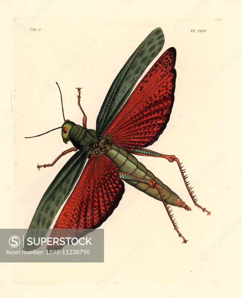 Giant grasshopper, Tropidacris dux. Handcoloured lithograph from John O. Westwood's new edition of Dru Drury's Illustrations of Exotic Entomology, Boh...