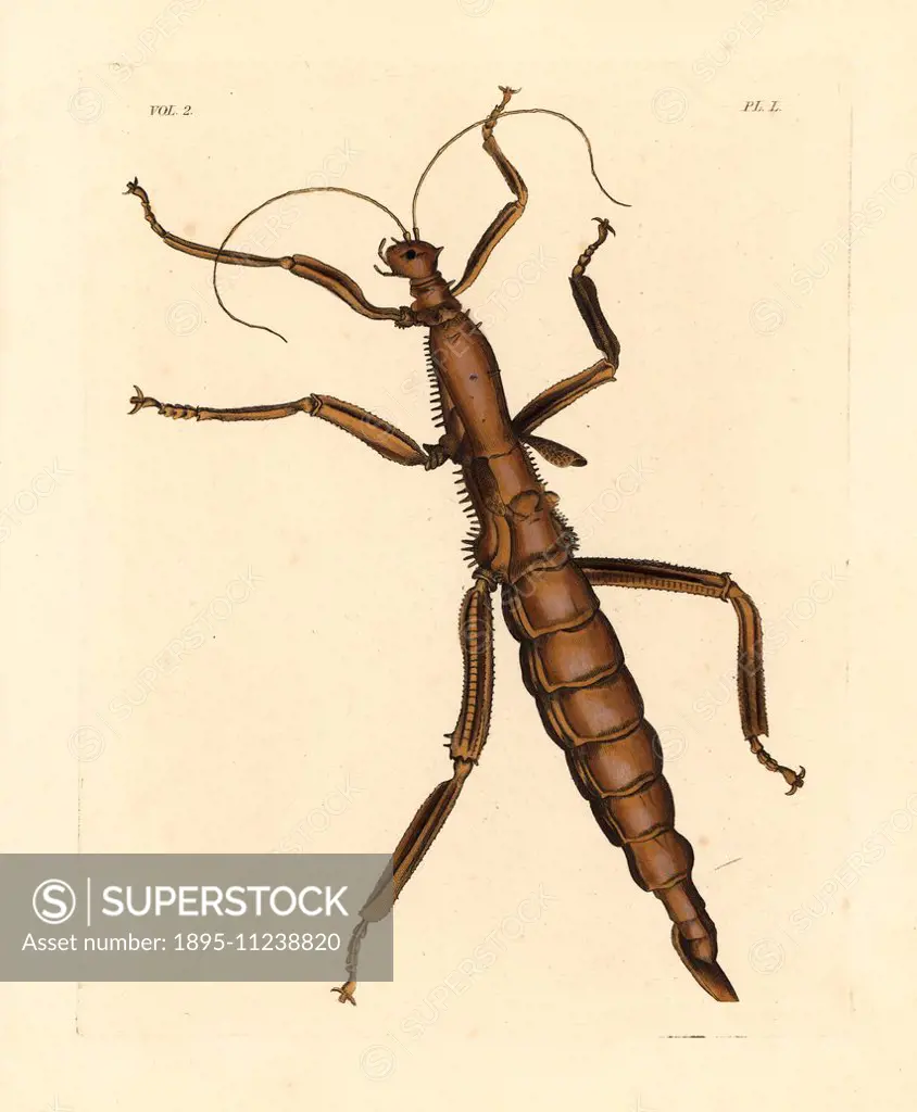 Giant stick insect, Phasma gigas. Handcoloured lithograph from John O. Westwood's new edition of Dru Drury's Illustrations of Exotic Entomology, Bohn,...