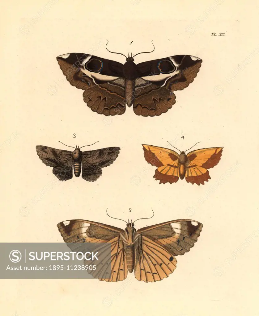 Erebus crepuscularis moth  1,2, Essex Y moth, Cornutiplusia circumflexa 3, and saw-wing moth, Euchlaena serrata 4. Handcoloured lithograph from John ...