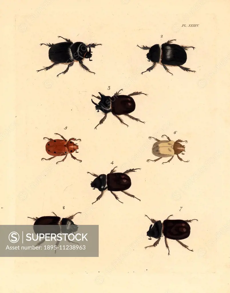 Rhinoceros beetle, Xyloryctes satyrus male 1, female 2, ox beetle, Strategus antaeus male 3, female 4, grapevine beetle, Pelidnota punctata 5, golden ...