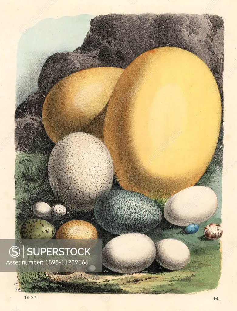 Large bird eggs: elephant bird, Aepyornis maximus (extinct) 1,2, ostrich, Struthio camelus 3, southern cassowary, Casuarius casuarius 4, Andean condor...