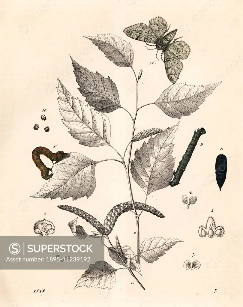 Silver birch tree, Betula pendula, with peppered moth, Biston betularia, caterpillar and pupa. Handcoloured lithograph from Carl Hoffmann's Book of th...