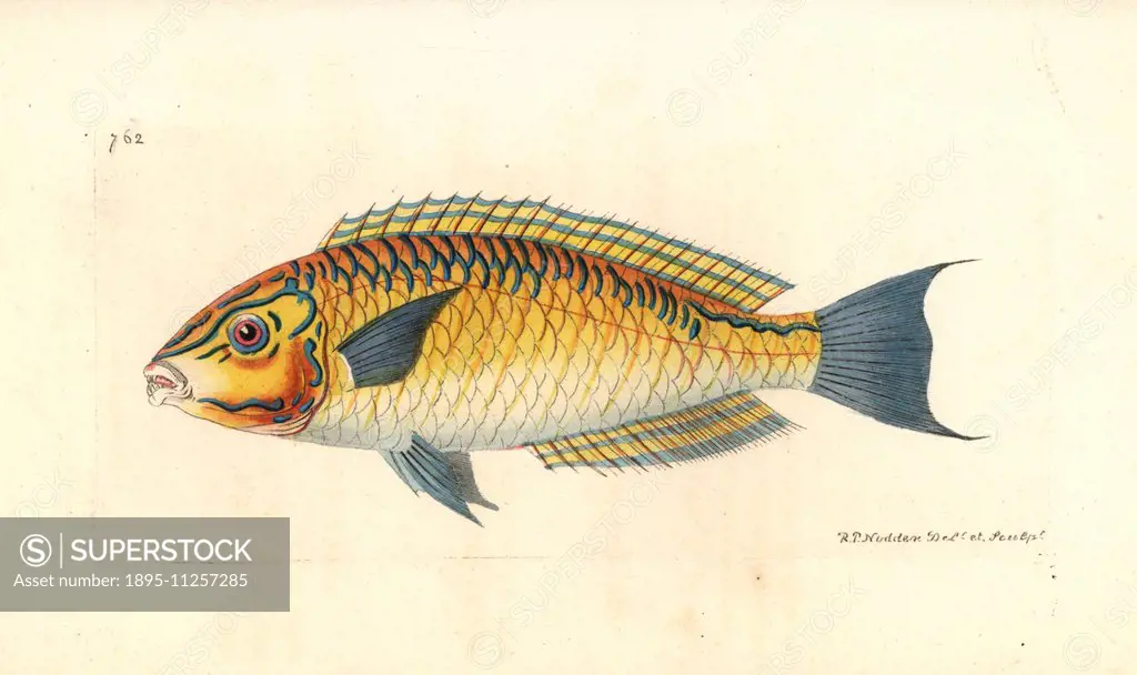 Brazilian wrasse, Halichoeres brasiliensis. Illustration drawn and engraved by Richard Polydore Nodder. Handcoloured copperplate engraving from George...