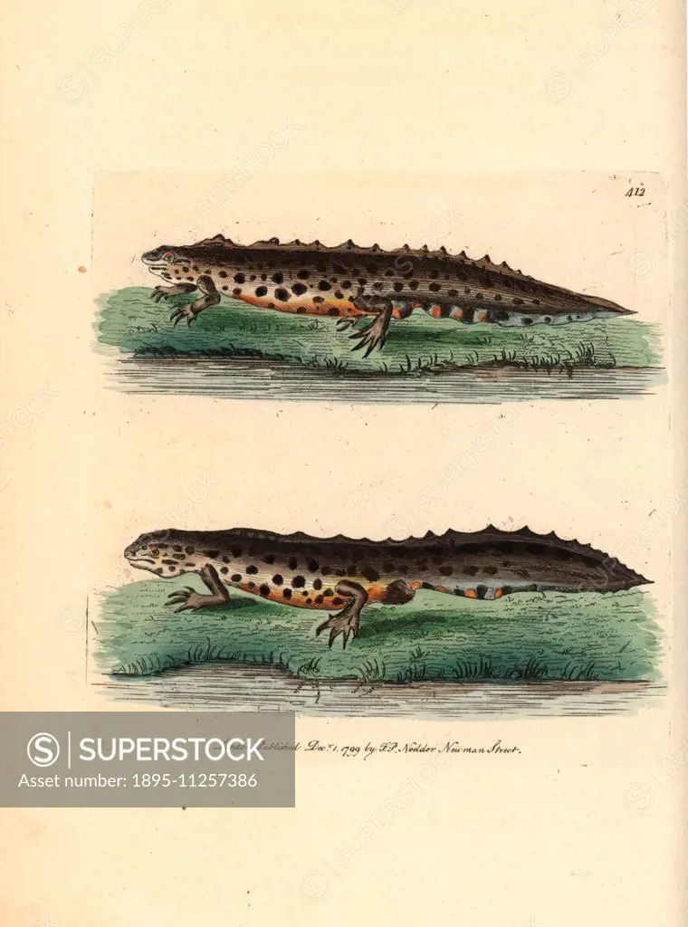 Smooth newt, Triturus vulgaris (Water newt, Lacerta aquatica). Illustration drawn and engraved by Richard Polydore Nodder. Handcoloured copperplate en...