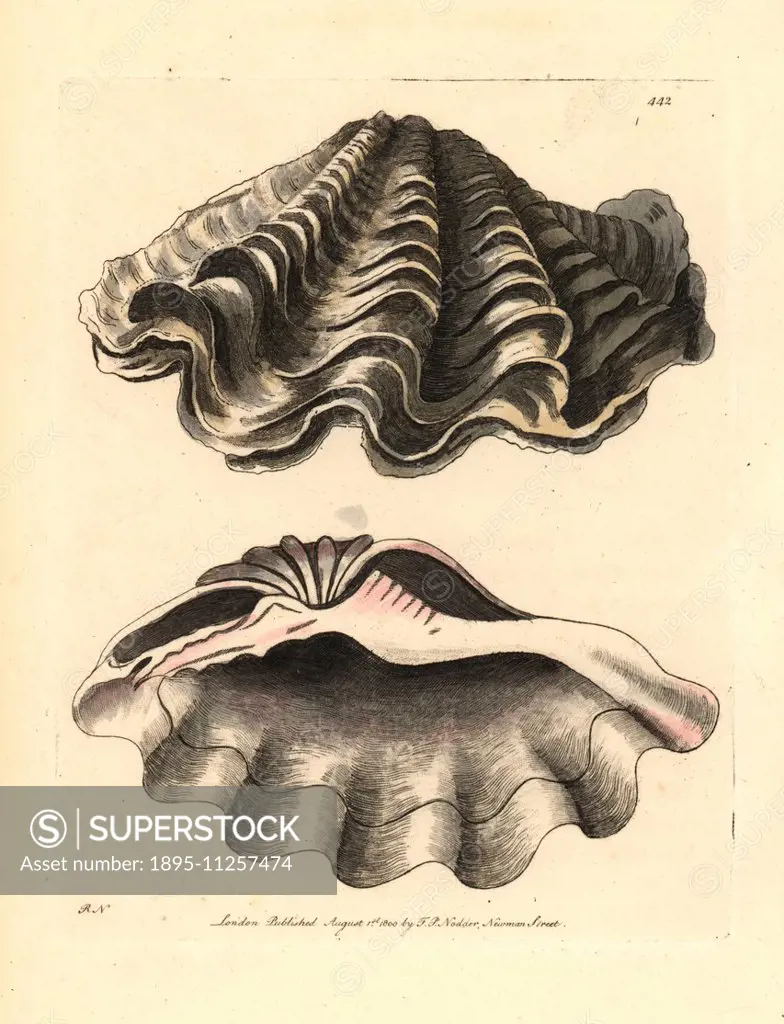 Giant clam, Tridacna gigas. Vulnerable. (Great chama shell, Chama gigas.) Illustration drawn and engraved by Richard Polydore Nodder. Handcoloured cop...