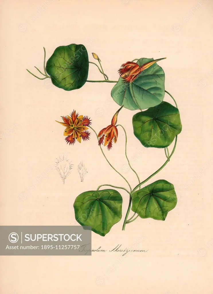 Nasturtium, Tropaeolum moritzianum. Handcoloured zincograph by C. Chabot drawn by Miss M. A. Burnett from her Plantae Utiliores: or Illustrations of U...