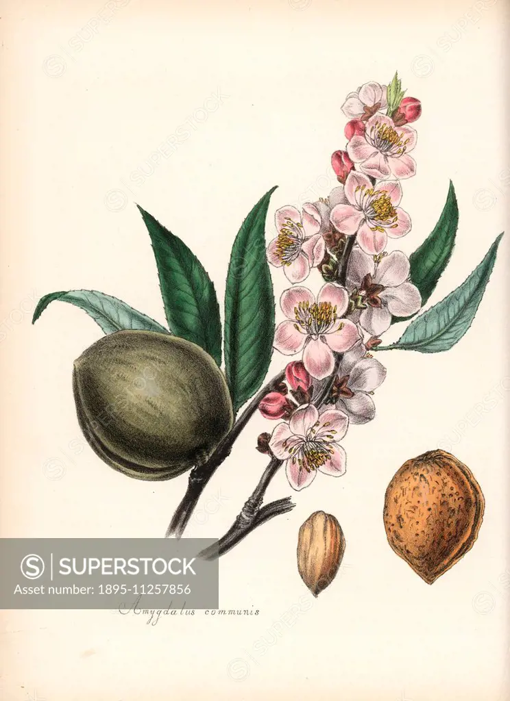 Common almond, Prunus amygdalus (Amygdala communis), with blossom, leaf, fruit and seed (nut). Handcoloured zincograph by Chabots drawn by Miss M. A. ...