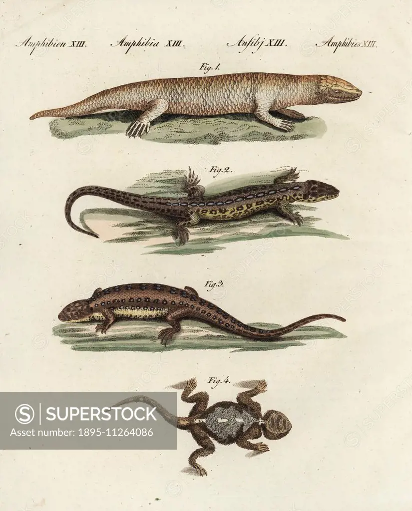 Sandfish skink, Scincus scincus 1, sand lizard, Lacerta agilis, male 2, female 3, and roughtail rock agama, Laudakia stellio 4. Handcoloured copperpla...