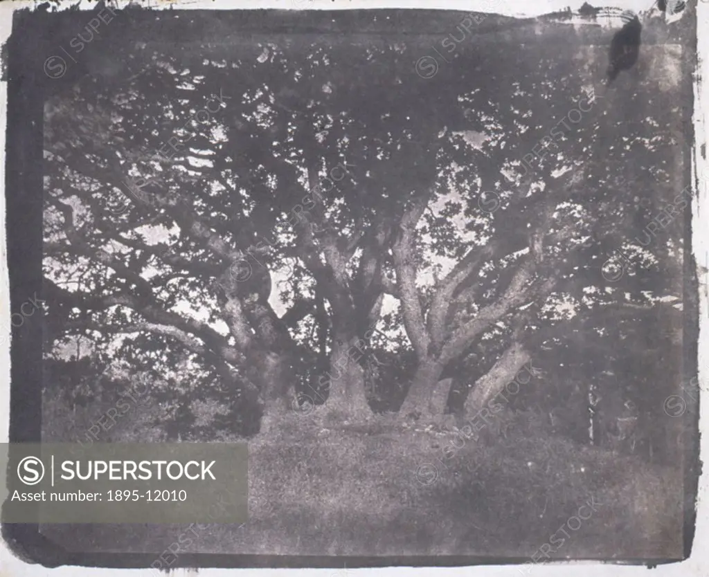 An oak tree in Carclew Park the home of Sir Charles Lemon. Calotype by William Henry Fox Talbot (1800- 1877). Fox Talbot invented the negative/positiv...