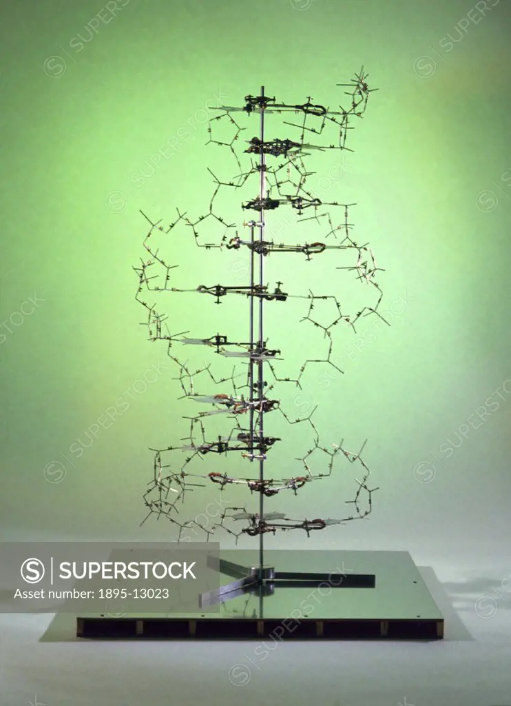 Replica of the original DNA model built by Francis Crick (b 1916) and James Dewey Watson (b 1928) while working in the Medical Research Council Unit a...