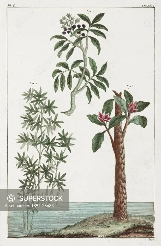 Hand-coloured engraving after a Chinese illustration. These plants are not identified as, according to the book they were published in, China was clos...