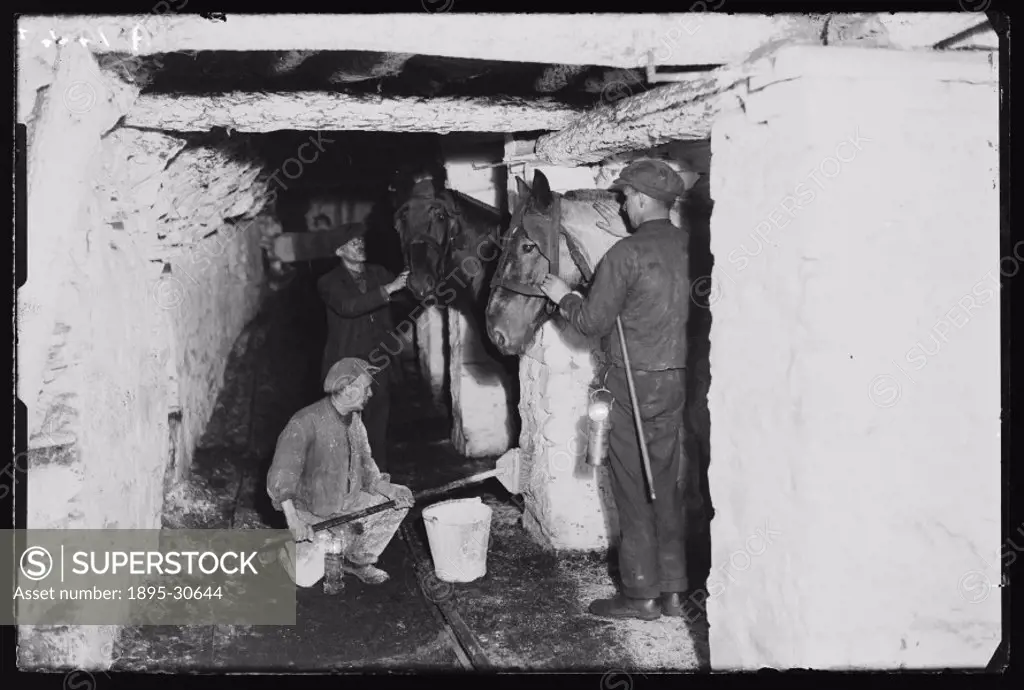 A photograph of miners looking after their pit horses at the Powell Duffryn Colliery, South Wales, taken by an unknown photographer for the Daily Hera...