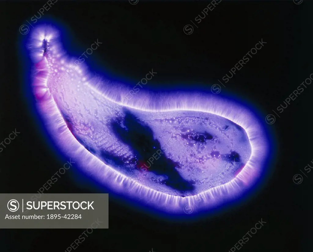 Kirlian photograph of an aubergine.The process of Kirlian photography is named after Seymon Kirlian, an amateur inventor and electrician of Krasnodar,...