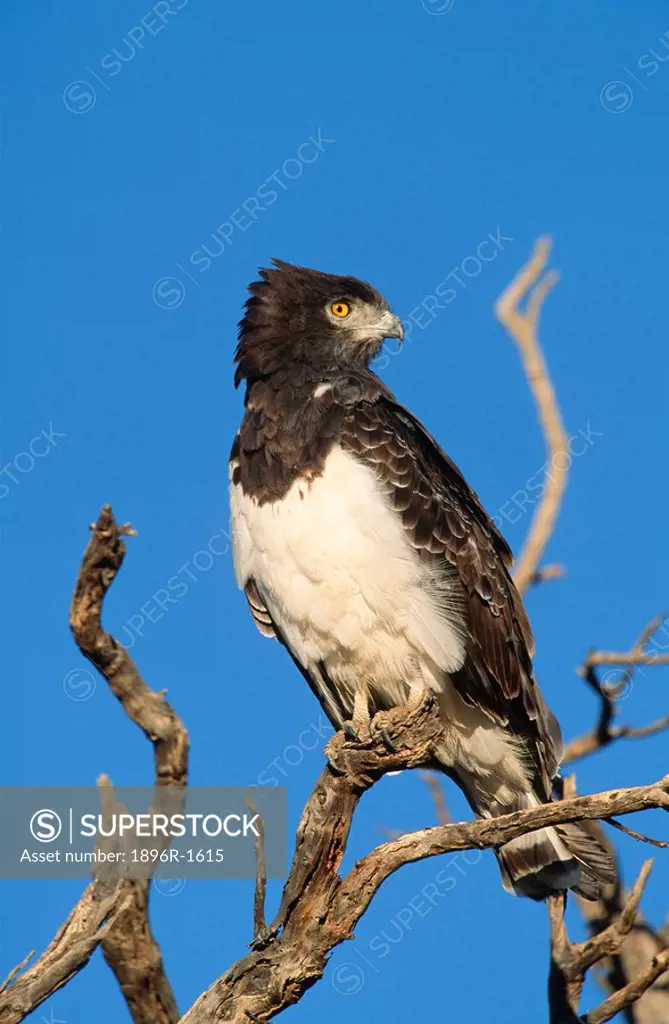 Black-chested snake eagle Circaetus pectoralis Perched on a Tree Branch  Kgalagadi Transfrontier Park, Northern Cape Province, South Africa