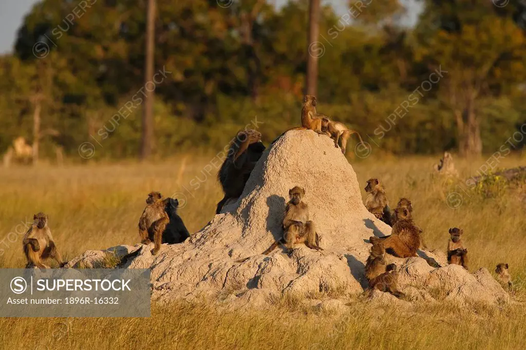 Baboons Papio ursinus troop on termite mound, Hwange National Park, Matabeleland North, Zimbabwe