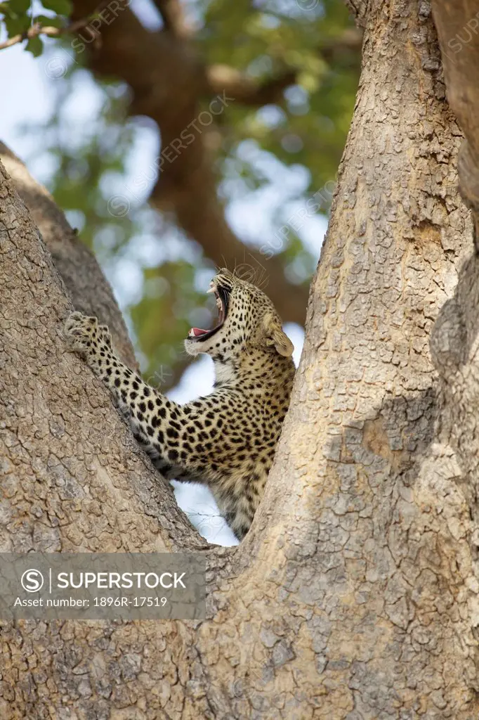 A Leopard snarling while in a tree, Okavango Delta, Botswana