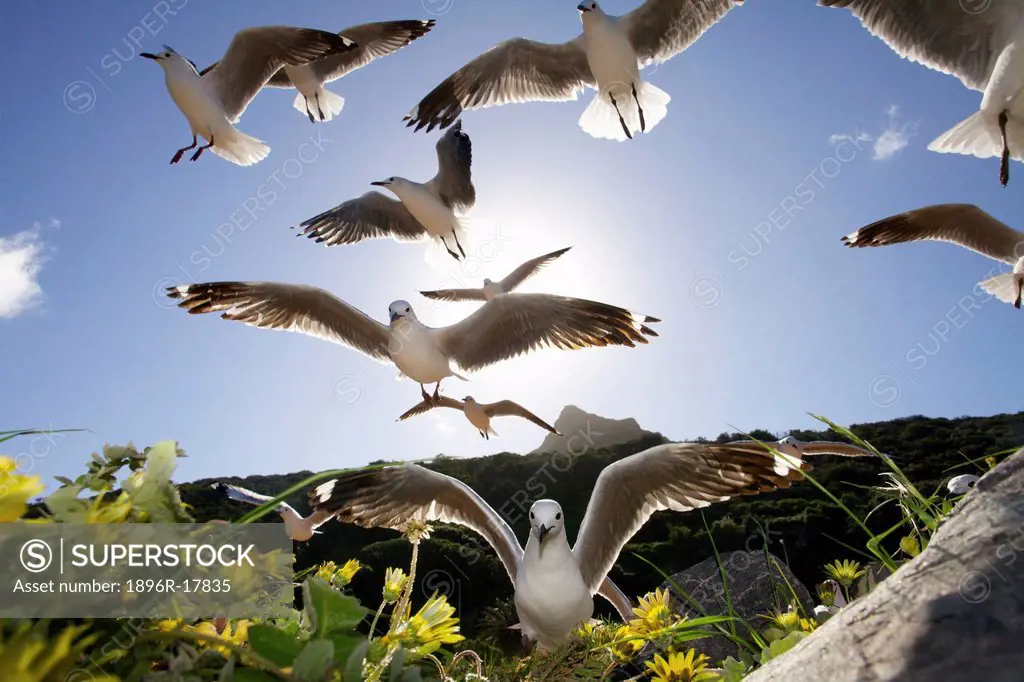 Hartlaub´s Gulls flying away, Hout Bay, Western Cape, South Africa