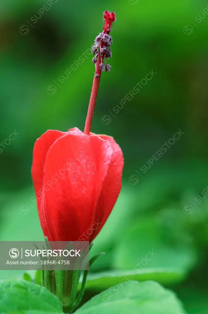 Close-up of a Fire Dart Bush Malvaviscus arboreus Against a Green Background  Grahamstown, Eastern Cape Province, South Africa