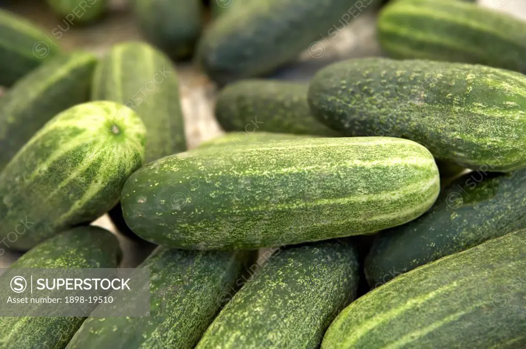 Spanish cucumber on sale