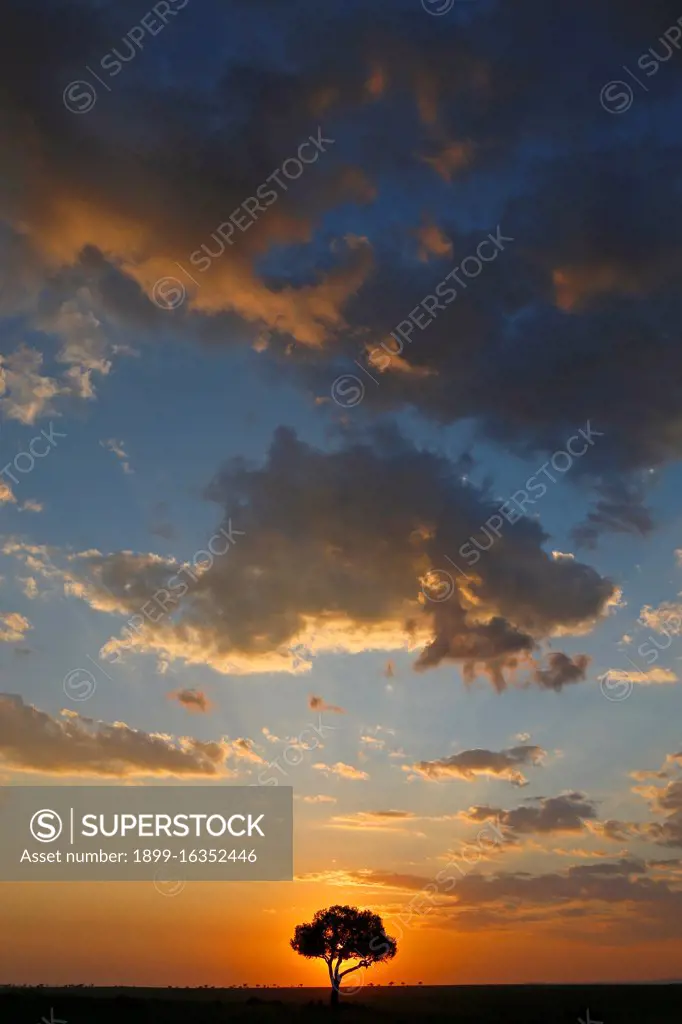 Acacia tree and clouds at sunset. Masai Mara National Park. Kenya.