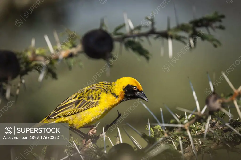 Speke's Weaver (Ploceus spekei) on African wildlife safari holiday in Kenya, Africa