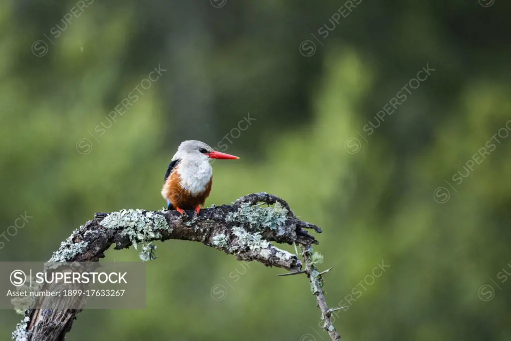 Grey-headed Kingfisher (Halcyon leucocephala) at El Karama Ranch, Laikipia County, Kenya