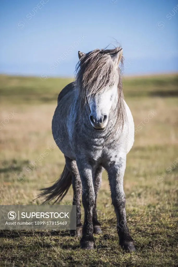 Portrait of an Icelandic horse, aka Icelandic Pony, in the Icelandic landscape, Iceland, Europe