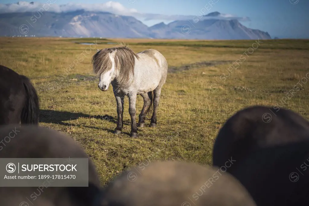 Portrait of an Icelandic horse, aka Icelandic Pony, in the Icelandic Mountain landscape, Iceland, Europe