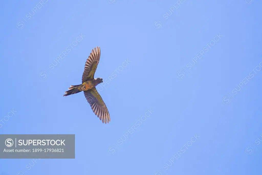 Burrowing Parrots, Cyanoliseus patagonus, in the Cachi Valley, Calchaqui Valleys, Salta Province, North Argentina, background with copy space, South America, background with copy space