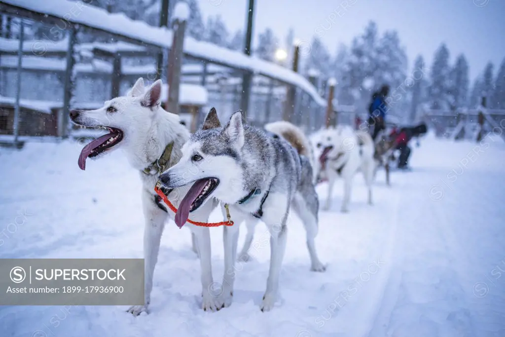 Huskies excited to be on a husky dog sledding adventure in the cold snow covered winter landscape, Torassieppi, Lapland, Finland