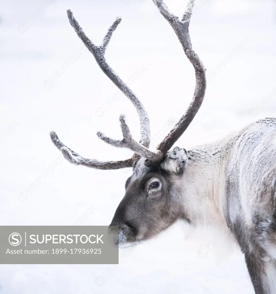 Reindeer portrait with large antlers at Christmas in Lapland, Finland, Arctic Circle, Europe