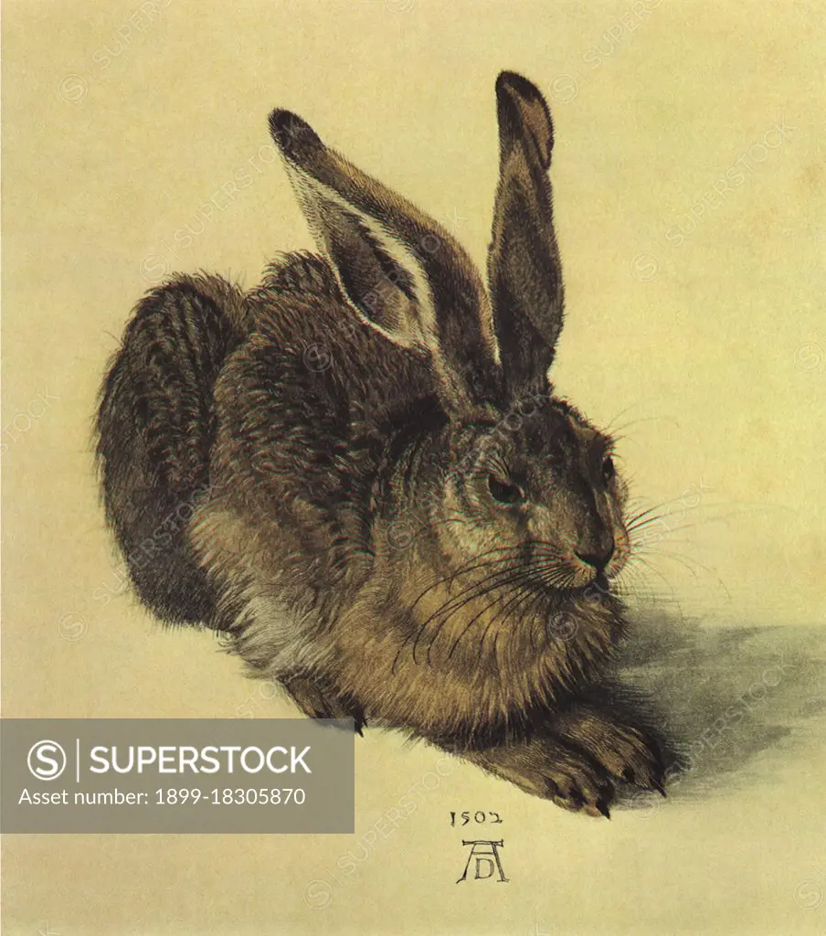 Young Hare, Dürer, Albrecht, . 