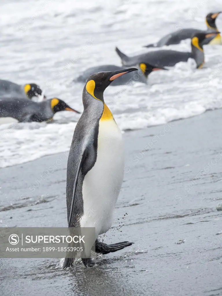 King Penguin (Aptenodytes patagonicus) on the island of South Georgia, the rookery on Salisbury Plain in the Bay of Isles. Adults coming ashore. Antarctica, Subantarctica, South Georgia