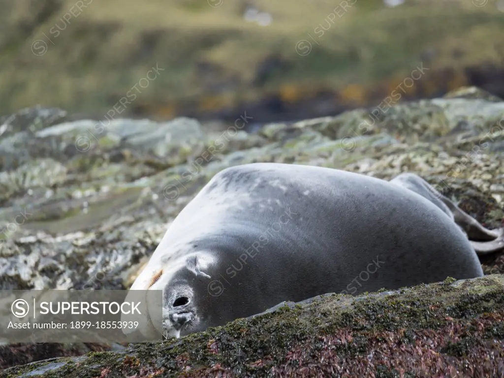 Leopard Seal (Hydrurga leptonyx) resting on a rock covered with Kelp at the shore of South Georgia. Antarctica, Subantarctica, South Georgia, October