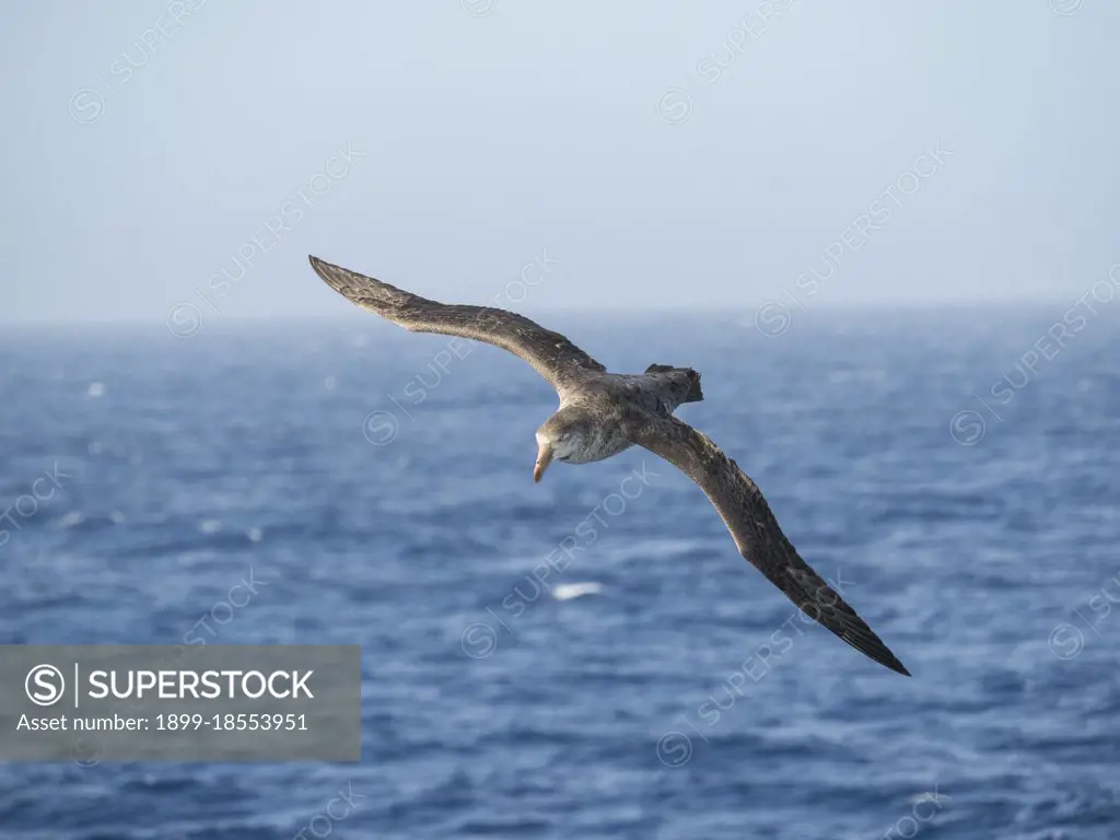 Northern Giant Petrel or Hall's Giant Petrel (Macronectes halli) soaring over the waves of the South Atlantic near South Georgia. Antarctica, Subantarctica, South Georgia, October