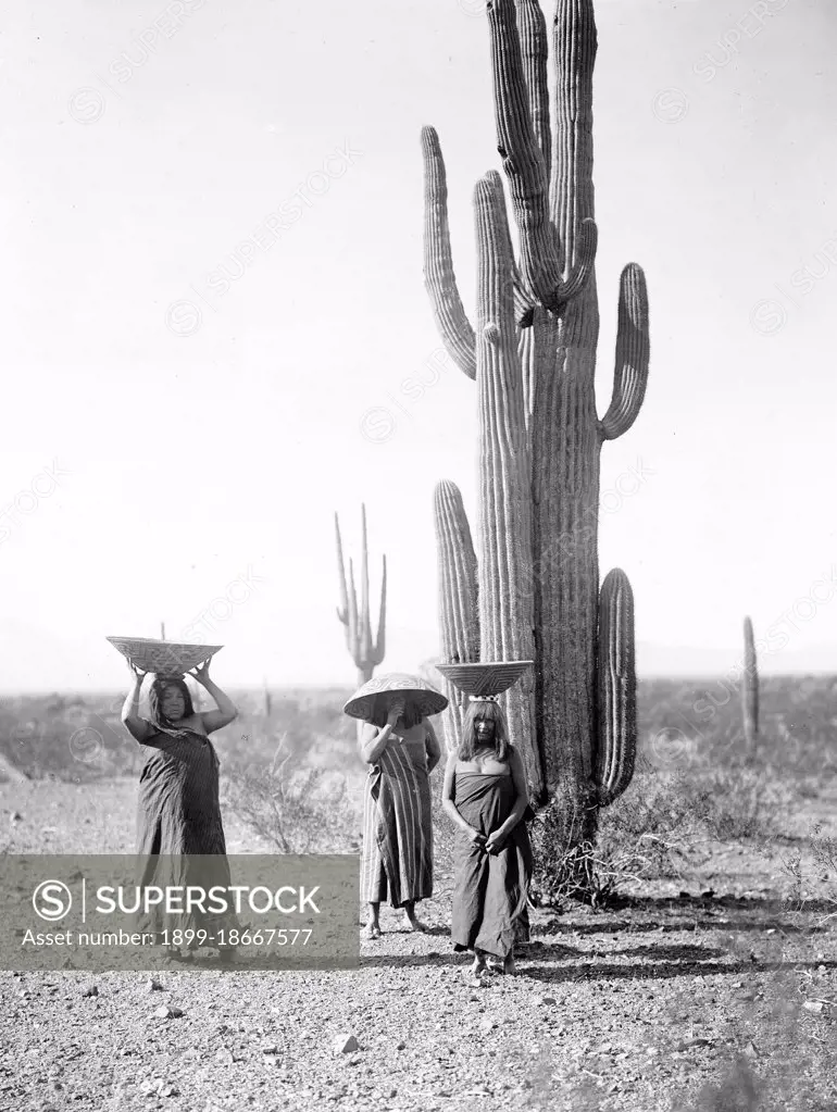 Edward S. Curits Native American Indians - Three Maricopa Indian women with baskets on their heads, standing by Saguaro cacti, gathering fruit circa 1907.