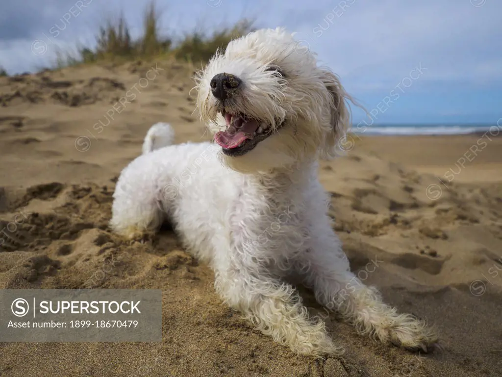 Happy little white dog at the seaside, Bude, Cornwall, UK