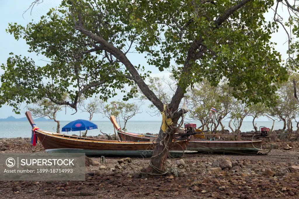 The Sea Gypsies’ or Moken of the Andaman Sea, known in Thai as chao thalae or people of the sea’, are divided into three groups. They number between 4,000 and 5,000, they live only on the coast, either in huts by the shore, or on craft that ply the coastal waters from the Mergui Archipelago in Burma to the Tarutao Islands in Southern Thailand. The largest Sea Gypsy group are the Urak Lawoi, numbering around 3,000. They live in simple shacks on beaches stretching south from Phuket to the Tarutao islands and make a living by fishing and beachcombing. Their two largest settlements are at Ko Sirey and Rawai in the southeast of Phuket island.