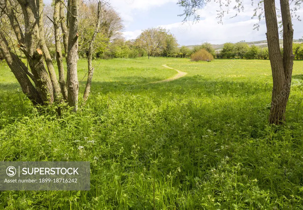 Mown grass path through wildflower meadow large private garden, Wiltshire, England, UK.