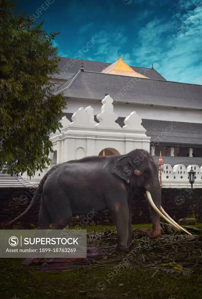 An Elephant at Sri Daladamaligawa Kandy. Temple of the Sacred Tooth Relic, is a Buddhist temple in Kandy, Sri Lanka. It is located in the royal palace complex of the former Kingdom of Kandy, which houses the relic of the tooth of the Buddha. Sri Lanka.