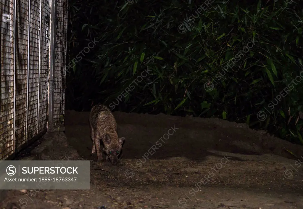 The Golden Jackal is the only species of Jackal in the Indian subcontinent, they are small-sized than their close relatives' wolves and wild dogs. A group of the wild golden jackals (Canis aureus) has come out of the flooded dens at night due to rain and eating Termite insects under the roadside lamp post at the locality at Tehatta, West Bengal; India.