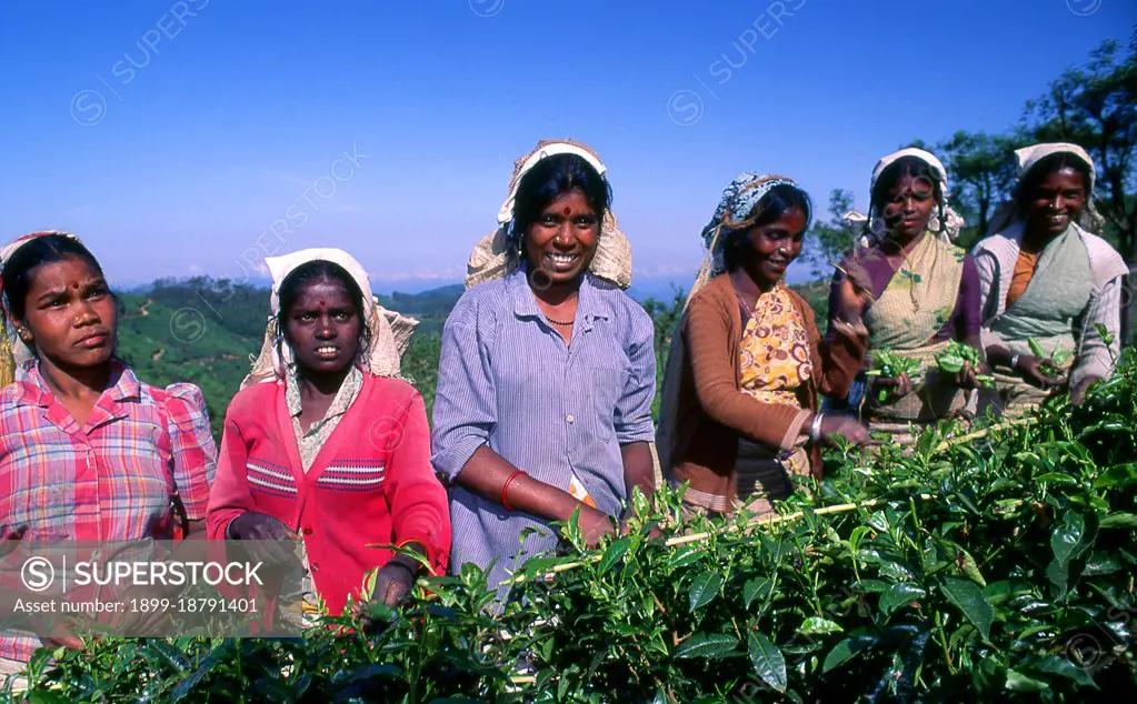 Tea production in Sri Lanka, formerly Ceylon, is of high importance to the Sri Lankan economy and the world market. The country is the world's fourth largest producer of tea and the industry is one of the country's main sources of foreign exchange and a significant source of income for laborers, with tea accounting for 15% of the GDP, generating roughly $700 million annually. In 1995 Sri Lanka was the world's leading exporter of tea, (rather than producer) with 23% of the total world export, but it has since been surpassed by Kenya. The tea sector employs, directly or indirectly over 1 million people in Sri Lanka, and in 1995 directly employed 215,338 on tea plantations and estates. The humidity, cool temperatures, and rainfall in the country's central highlands provide a climate that favors the production of high quality tea. The industry was introduced to the country in 1867 by James Taylor, the British planter who arrived in 1852.