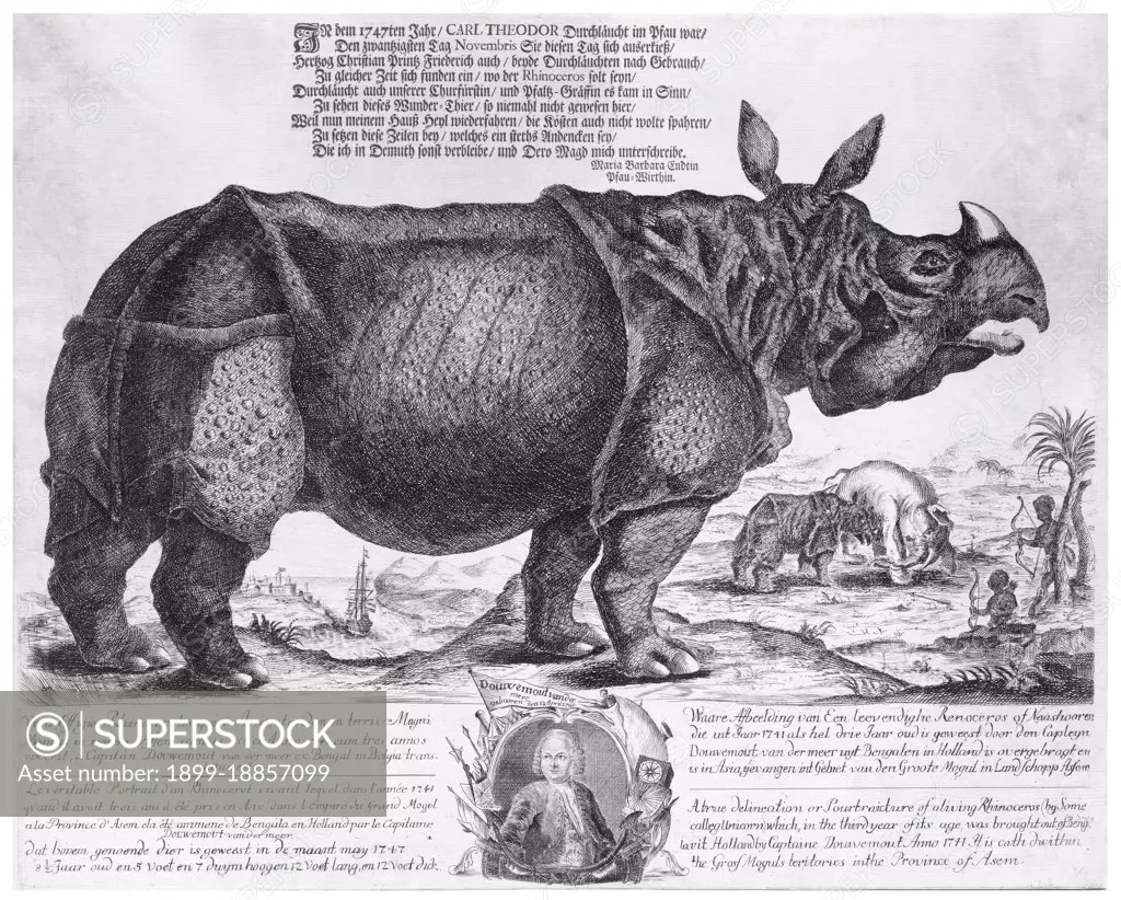 The Indian rhinoceros, or greater one-horned rhinoceros, (Rhinoceros unicornis) has a single horn 20 to 100 cm long. It is nearly as large as the African white rhino. Its thick, silver-brown skin forms huge folds all over its body. Its upper legs and shoulders are covered in wart-like bumps, and it has very little body hair. Grown males are larger than females in the wild, weighing from 2,500-3,200 kg (5,500-7,100 lb). Shoulder height is 1.75-2.0 m (5.75-6.5 ft). Females weigh about 1,900 kg and are 3-4 m long. The record-sized specimen was approximately 3,800 kg. Indian rhinos once inhabited many areas ranging from Pakistan to Burma and maybe even parts of China. However, because of human influence, they now only exist in several protected areas of India (in Assam, West Bengal, and a few pairs in Uttar Pradesh) and Nepal, plus a few pairs in Lal Suhanra National Park in Pakistan. It is confined to the tall grasslands and forests in the foothills of the Himalayas. Two-thirds of the wor