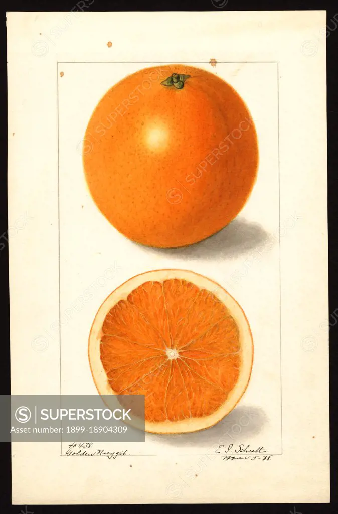 Watercolor Image of the Golden Nugget variety of oranges (scientific name: Citrus sinensis) ca. 1908.