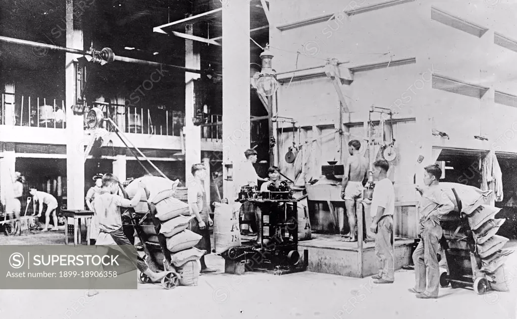 Filling, weighing and sewing sacks of raw sugar at Plantation mill, Hawaiian Islands ca. 1910 to 1920.