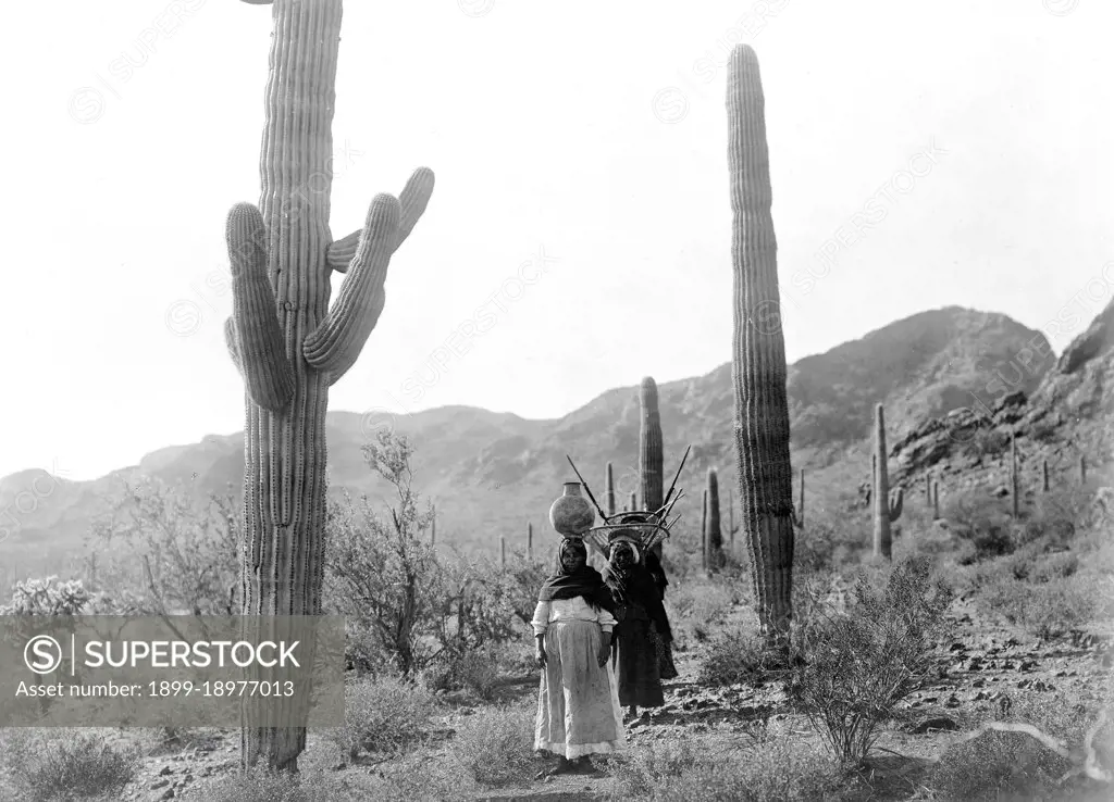 Indian women harvesting hasen, the sweet pear sized fruit from the Saguro cactus. 