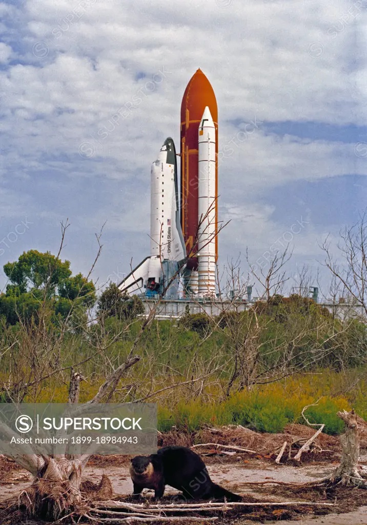  (13 March 1992) --- An otter, surprised by the unexpected presence of the photographer, seems unaware of the Space Shuttle Endeavour rolling behind it to Launch Pad 39B. . 